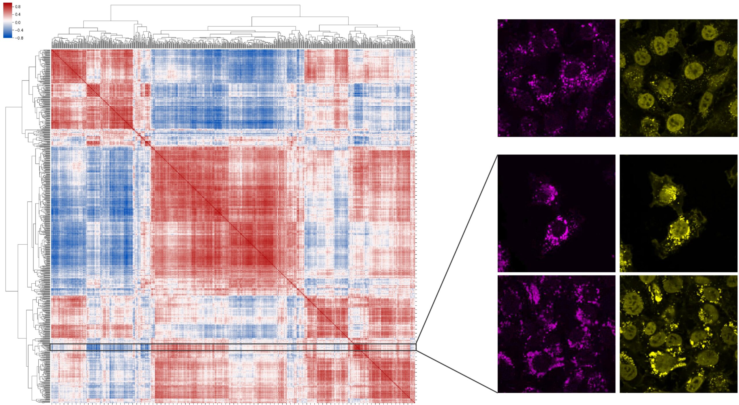 Co-staining of cells with knockdown (KD) genes highlighted